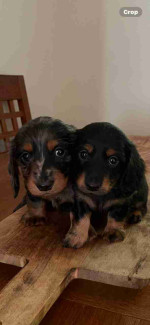 KC Miniature Longhaired Dachshunds Puppies