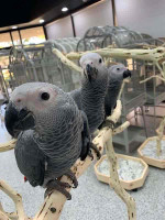 African grey parrots