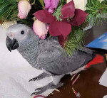 African grey parrots