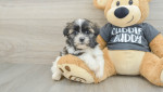 Adopt Adorable Shih Tzu Puppies! 🐾✨