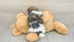 Adopt Adorable Shih Tzu Puppies! 🐾✨