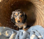 Dachshund