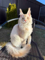 Lovely kitten for adoption