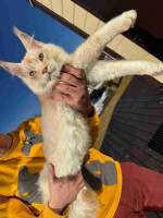 Lovely kitten for adoption