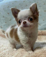 Meet baby Luna she’s available right now for adoption ❤️❤️