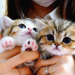 This lovely 🥰 kittens 🐱 are available tomorrow just inbox me right now for more information right away