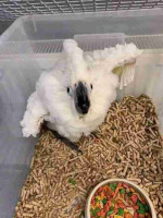 Beautiful macaws parrots