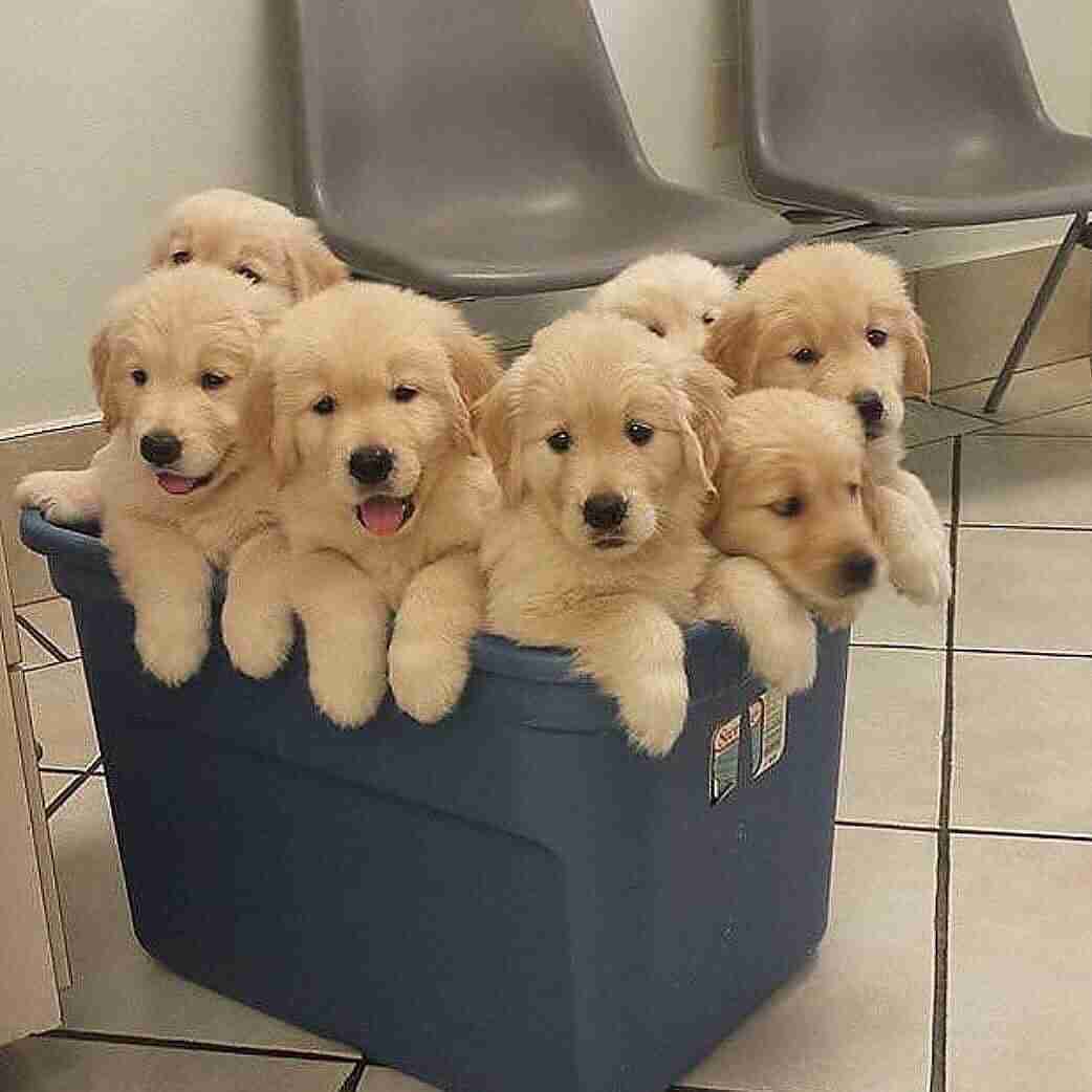 Golden retriever puppies for adoption