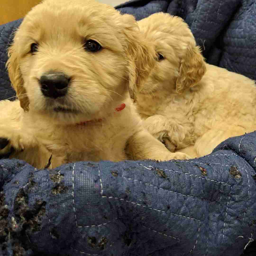 Golden retriever puppies for adoption