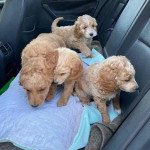 Golden doodle puppies for rehoming