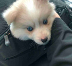 Beautiful Pomsky puppies available to loving homes