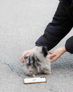 Pomeranian puppy