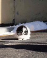 Pomeranian puppy