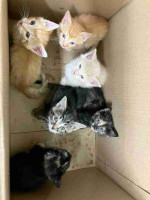 Kittens looking for their forever home