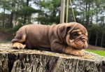 🏡🐾 Adorable English Bulldog puppies ready to join loving families! 💕 Vet-checked, healthy, and full of cuddles. Message me for more info! 🐶❤️