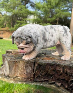 🏡🐾 Adorable English Bulldog puppies ready to join loving families! 💕 Vet-checked, healthy, and full of cuddles. Message me for more info! 🐶❤️