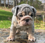🏡🐾 Adorable English Bulldog puppies ready to join loving families! 💕 Vet-checked, healthy, and full of cuddles. Message me for more info! 🐶❤️