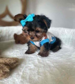 “Heaven-sent, paw-approved! 🐾 These lovely pups 🐶 are ready to bring joy 🏡 and love 💕 into your home 🏠. Don’t miss out on a perfect match! 🐾”