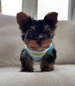 “Heaven-sent, paw-approved! 🐾 These lovely pups 🐶 are ready to bring joy 🏡 and love 💕 into your home 🏠. Don’t miss out on a perfect match! 🐾”