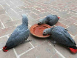 Baby African Grey parrot for sale