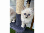 READY TO GO! Pure Ragdoll kittens ready to leave now