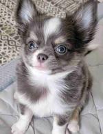 Chihuahua puppies for adoption