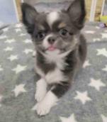 Chihuahua puppies for adoption