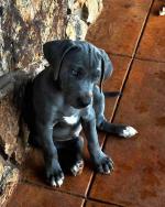 Blue  lacy