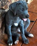 Blue  lacy