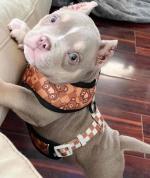 Hermosos cachorros están en alquiler☺️