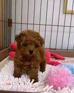 Teacup poodle puppy