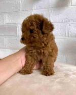 Teacup poodle puppy