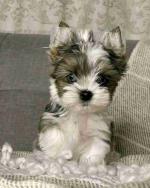 Yorkie