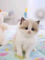 This charming little kitten is ready to find its forever
