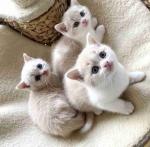 This charming little kitten is ready to find its forever