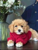 Teacup poodle