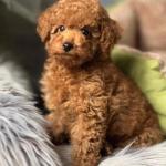 Poodles for sale
