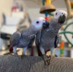 African Grey Parrots