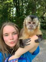 Adorable Capuchin monkeys for sale