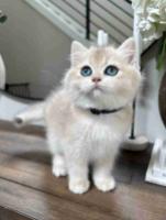 Ragdoll kitten