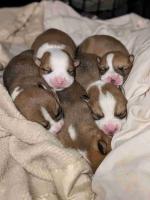 Corgi Puppies!